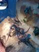 Zwergbartagamen Pogona Henrylawsoni zu verkaufen